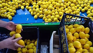 TİCARET BAKANLIĞI LİMON İHRACATINI DURDURDU