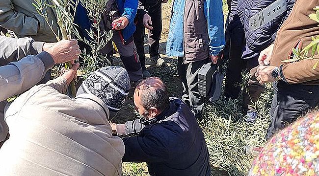 ÜRETİCİLERE UYGULAMALI ZEYTİN BUDAMA VE AŞILAMA EĞİTİMİ VERİLDİ