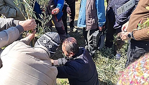 ÜRETİCİLERE UYGULAMALI ZEYTİN BUDAMA VE AŞILAMA EĞİTİMİ VERİLDİ