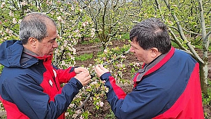 ZİRAİ DON ZARARI HASAR TESPİT ÇALIŞMALARI ARALIKSIZ DEVAM EDİYOR