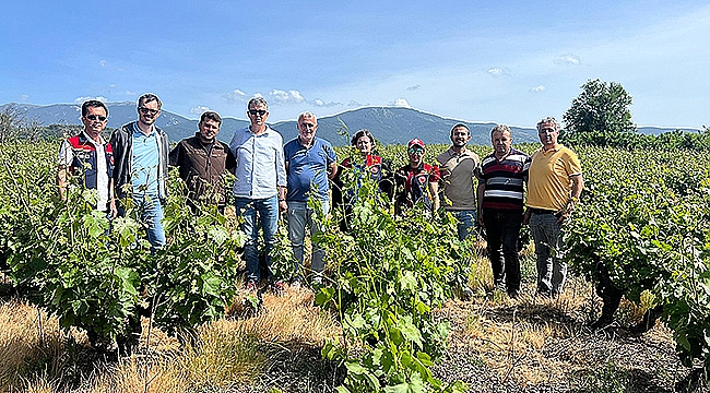 BAĞLARDA DON ZARARI İNCELEMESİ