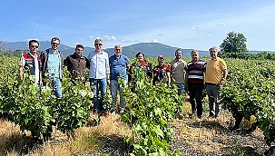 BAĞLARDA DON ZARARI İNCELEMESİ