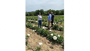 ÇANAKKALE'DE ŞAKAYIK ÇİÇEĞİ YETİŞTİRİCİLİĞİNE İLGİ ARTIYOR