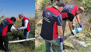 ÇELTİK EKİLEN ALANLARDA SİVRİSİNEK MÜCADELESİ BAŞLADI