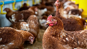 KÜMES HAYVANCILIĞI ÜRETİMİ MART AYI VERİLERİ AÇIKLANDI