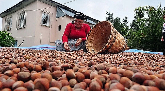 2025-2026 SEZONU FINDIK ALIM FİYATLARI AÇIKLANDI