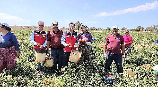 BAYRAMİÇ'TE DOMATES HASADINA ZİYARET