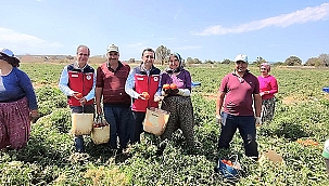 BAYRAMİÇ'TE DOMATES HASADINA ZİYARET