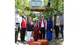  ÇANAKKALE'DE ŞEFTALİ VE NEKTARİN HASADI BAŞLADI