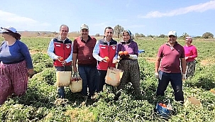 DEMİRHAN'DAN BAYRAMİÇ'TE DOMATES ÜRETİCİLERİNE ZİYARET