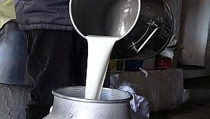 TİCARİ SÜT İŞLETMELERİNCE 934 BİN 745 TON İNEK SÜTÜ TOPLANDI