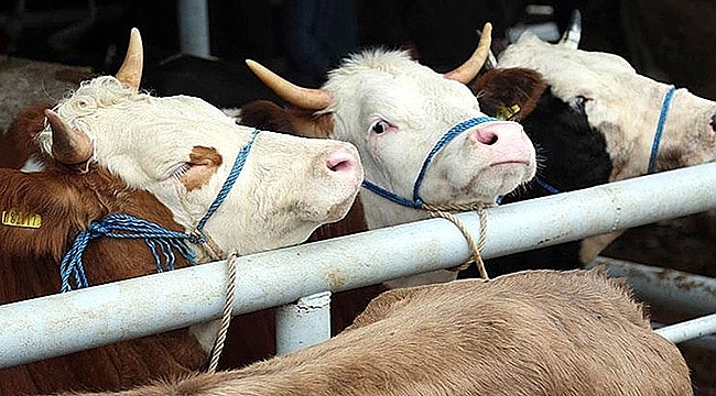 2025 HAZİRAN AYI BÜYÜKBAŞ VE KÜÇÜKBAŞ HAYVAN SAYILARI AÇIKLANDI