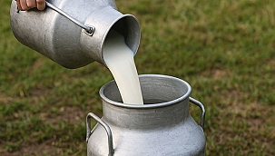 TİCARİ SÜT İŞLETMELERİ AĞUSTOS'TA 933 BİN 234 TON SÜT TOPLADI