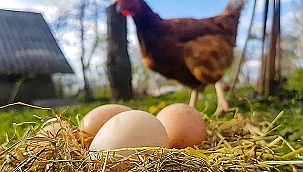 TAVUK ETİ ÜRETİMİ ARTTI, YUMURTA ÜRETİMİ GERİLEDİ