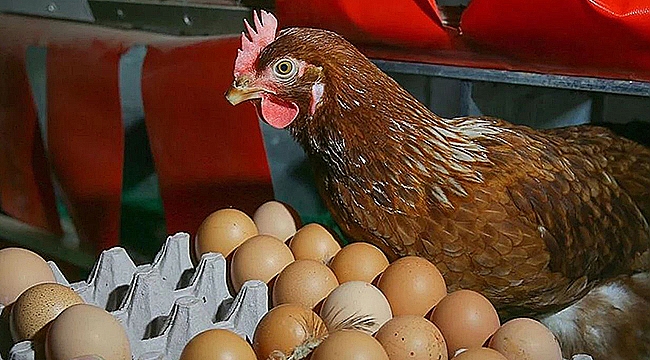 TAVUK ETİ ÜRETİMİ 247 BİN TON, YUMURTA ÜRETİMİ 1,81 MİLYAR ADET