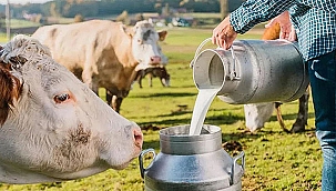 TİCARİ SÜT İŞLETMELERİ EKİM'DE 895 BİN TON İNEK SÜTÜ TOPLADI