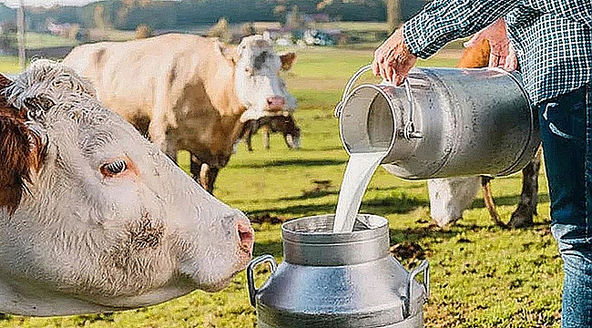 ARALIK'TA 930 BİN TONUN ÜZERİNDE SÜT TOPLANDI