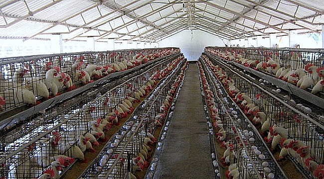 ARALIK'TA KÜMES HAYVANCILIĞI ÜRETİMİNDE ARTIŞ