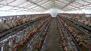 ARALIK'TA KÜMES HAYVANCILIĞI ÜRETİMİNDE ARTIŞ