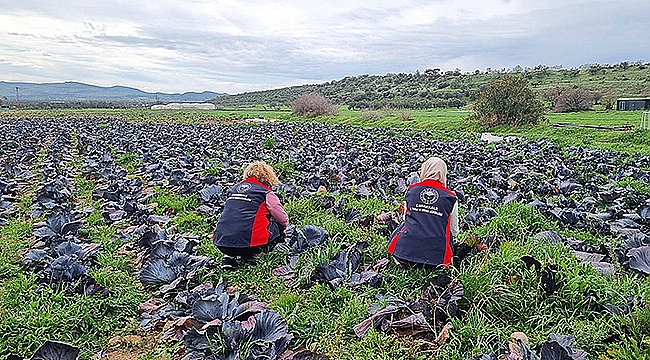 KIŞLIK SEBZELERDE HASTALIK VE ZARARLI TARAMASI YAPILDI
