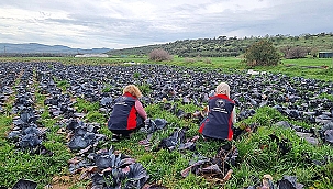 KIŞLIK SEBZELERDE HASTALIK VE ZARARLI TARAMASI YAPILDI