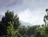 Çan'ın Ozancık Köyünde Orman Yangını